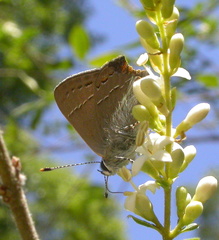 Satyrium favonius