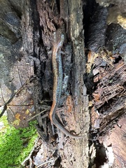 Plethodon cinereus image