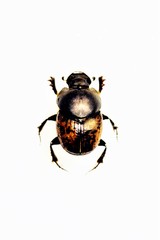 Onthophagus nuchicornis
