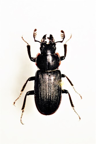 How to identify Platycerus depressus LeConte, 1850
