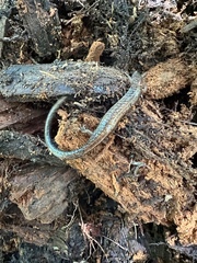Plethodon cinereus image