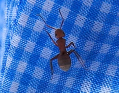 Camponotus rectangularis