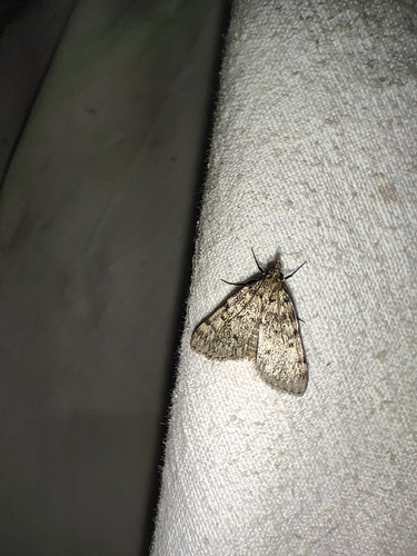 Aglossa pinguinalis