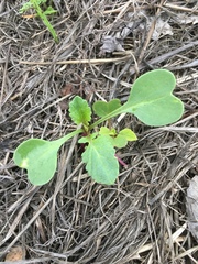 Magnoliopsida