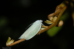 Nymphostola galactina