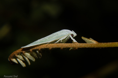 Nymphostola galactina