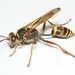 Asian Mud-dauber Wasp - Photo (c) Robert Zimmermann, some rights reserved (CC BY-NC-SA), uploaded by Robert Zimmermann