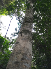 Elaeocarpus kirtonii