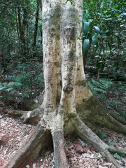 Elaeocarpus kirtonii