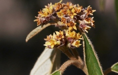 Pomaderris intermedia