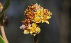 Pomaderris intermedia