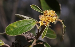 Pomaderris intermedia