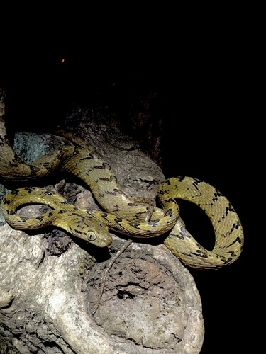 Photo of a Beddome's Cat Snake (Boiga beddomei)
