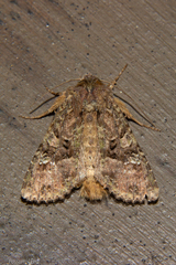 Meterana ochthistis