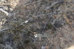 Leptospermum multicaule