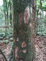 Anthocarapa nitidula