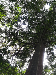 Anthocarapa nitidula