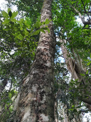 Baloghia inophylla