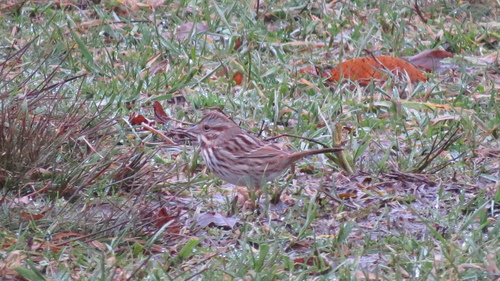 Song Sparrow photographed in Kentucky