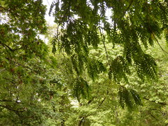 Juglans nigra
