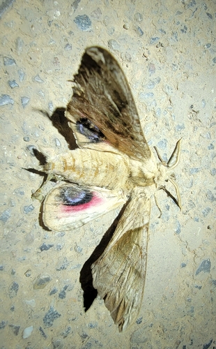 Oriental Eyed Hawkmoth