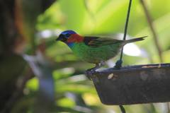 Tangara cyanocephala