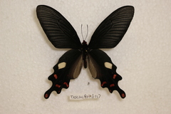 Byasa polyeuctes