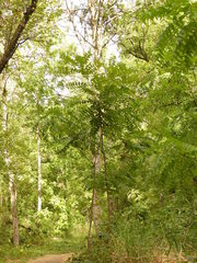Juglans nigra