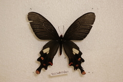 Byasa polyeuctes