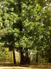 Juglans nigra