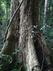 Heritiera trifoliolata