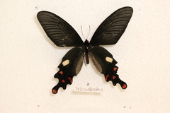 Byasa polyeuctes