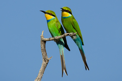 Swallow-Tailed Bee-Eater photo 1