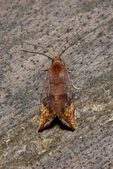 Pyrgotis eudorana