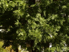Juglans nigra