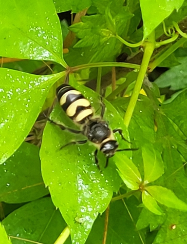 Feather-legged Scoliid Wasp photo 6