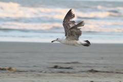 Larus dominicanus