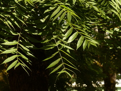 Juglans nigra