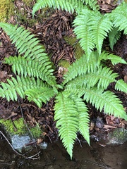 Polystichum braunii image