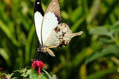 Papilio dardanus