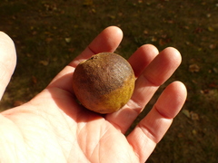 Juglans nigra