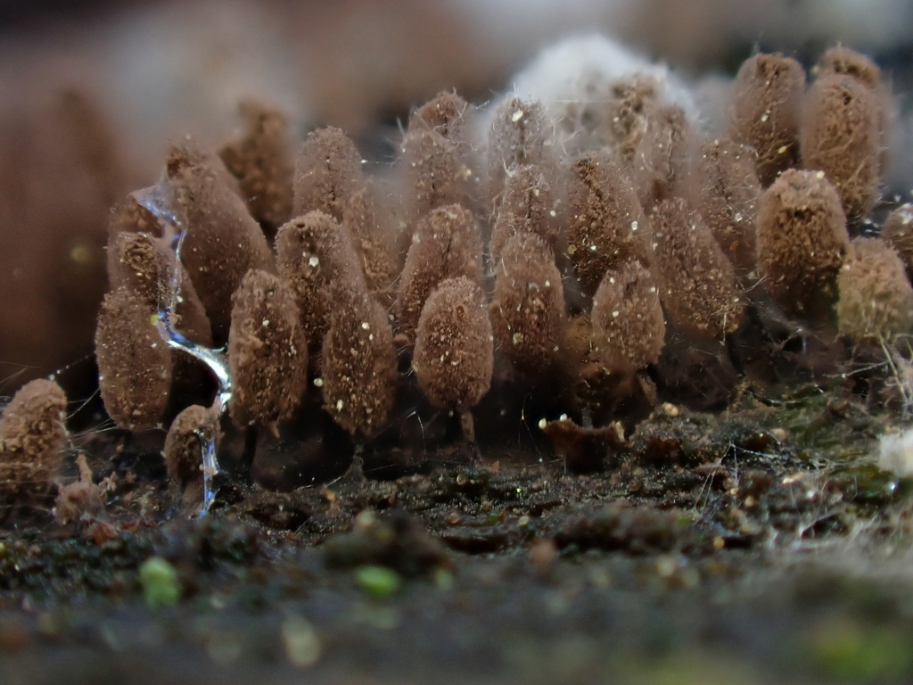 Comatricha parvispora