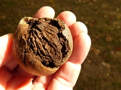 Juglans nigra