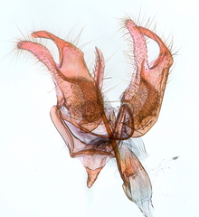 Hypatopa