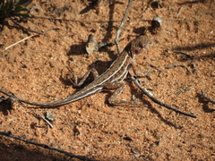 Ctenophorus spinodomus