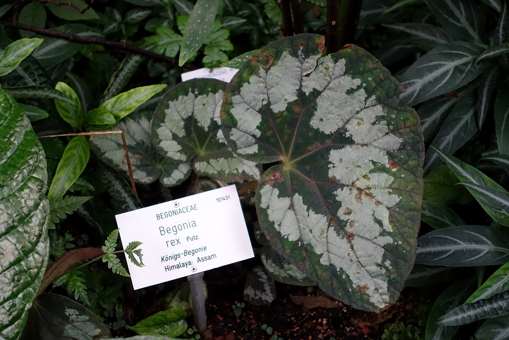 Begonia rex