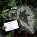 King Begonia - Photo Daderot, no known copyright restrictions (public domain)
