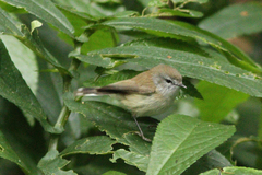 Brown Gerygone photo 4