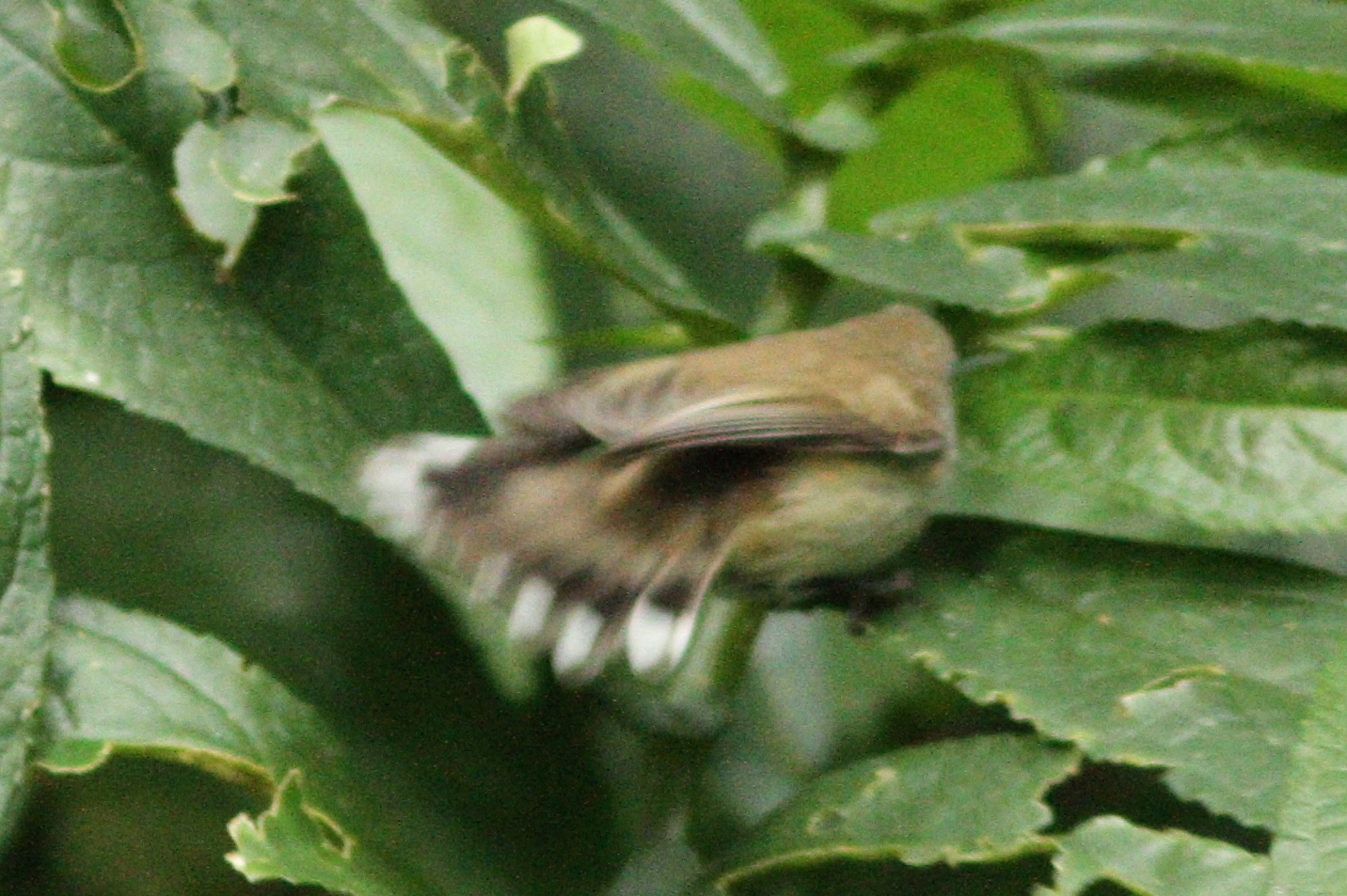 Brown Gerygone illustration