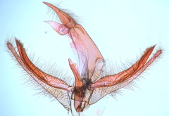Neodactria murellus